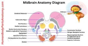 Midbrain Anatomy:Complete guide with names, functions & diagram