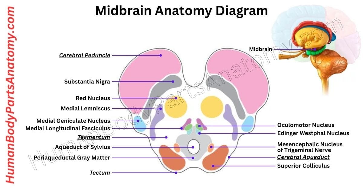 Detailed diagram of the human midbrain anatomy showing key parts, structures, and functions including tectum, tegmentum, cerebral aqueduct, and substantia nigra.