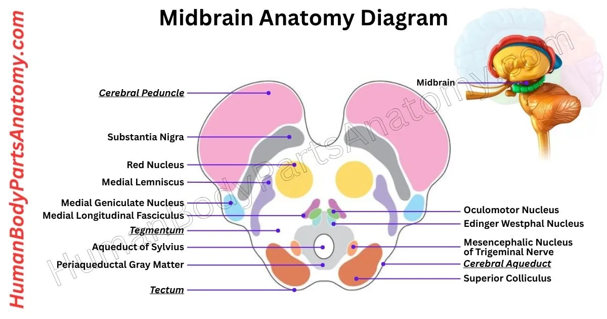 Detailed diagram of the human midbrain anatomy showing key parts, structures, and functions including tectum, tegmentum, cerebral aqueduct, and substantia nigra.