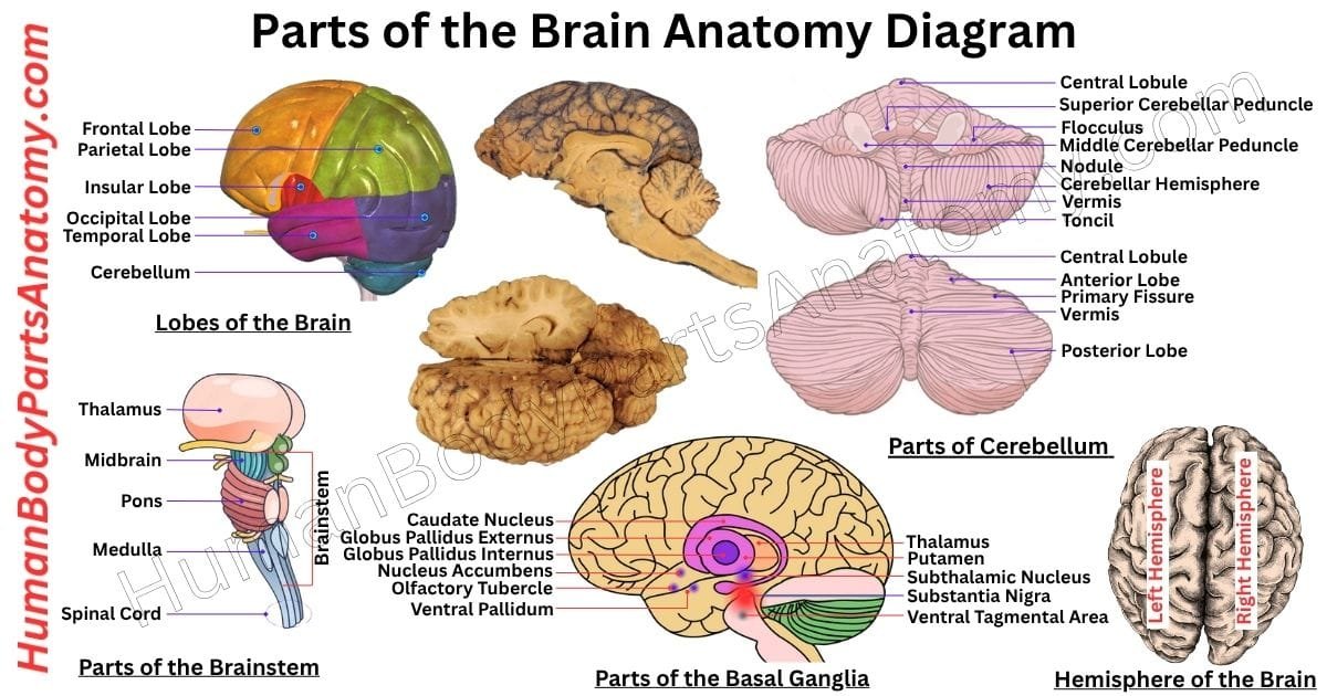 Detailed diagram of parts of the brain anatomy showing all major parts including cerebrum, cerebellum, brainstem, lobes, and functional regions labeled with names and their functions.
