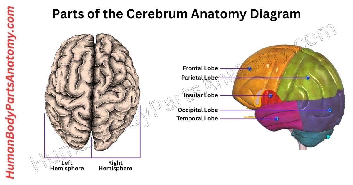 Detailed labeled diagram of the parts of the cerebrum anatomy showing all major parts including frontal, parietal, temporal, and occipital lobes, with functional areas and structures highlighted.