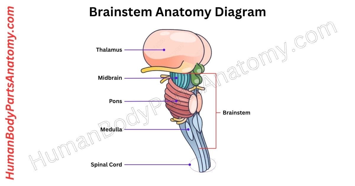 Detailed diagram of the brainstem anatomy showing major parts including midbrain, pons, medulla oblongata, and associated cranial nerves with labels for educational purposes.