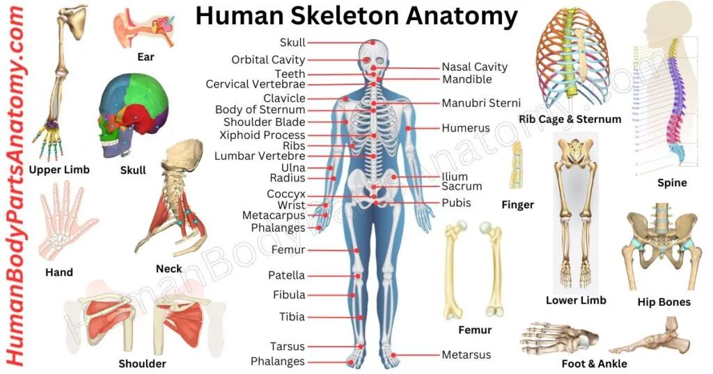 Full human skeleton anatomy diagram showing all 206 bones of the human body labeled with anatomical names, front and back view