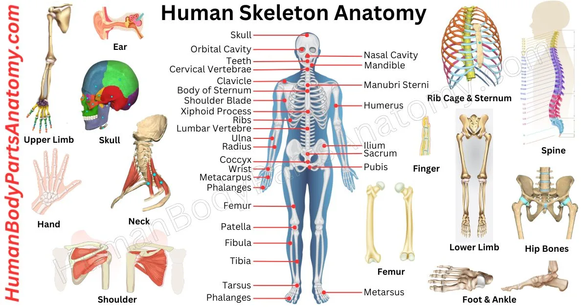 Full human skeleton anatomy diagram showing all 206 bones of the human body labeled with anatomical names, front and back view