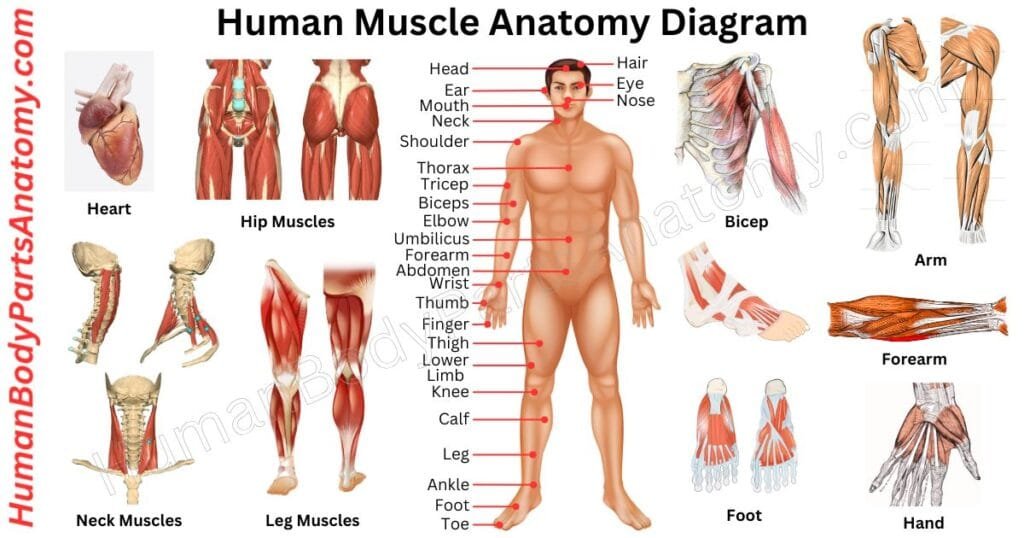 Human Muscle Anatomy Diagram