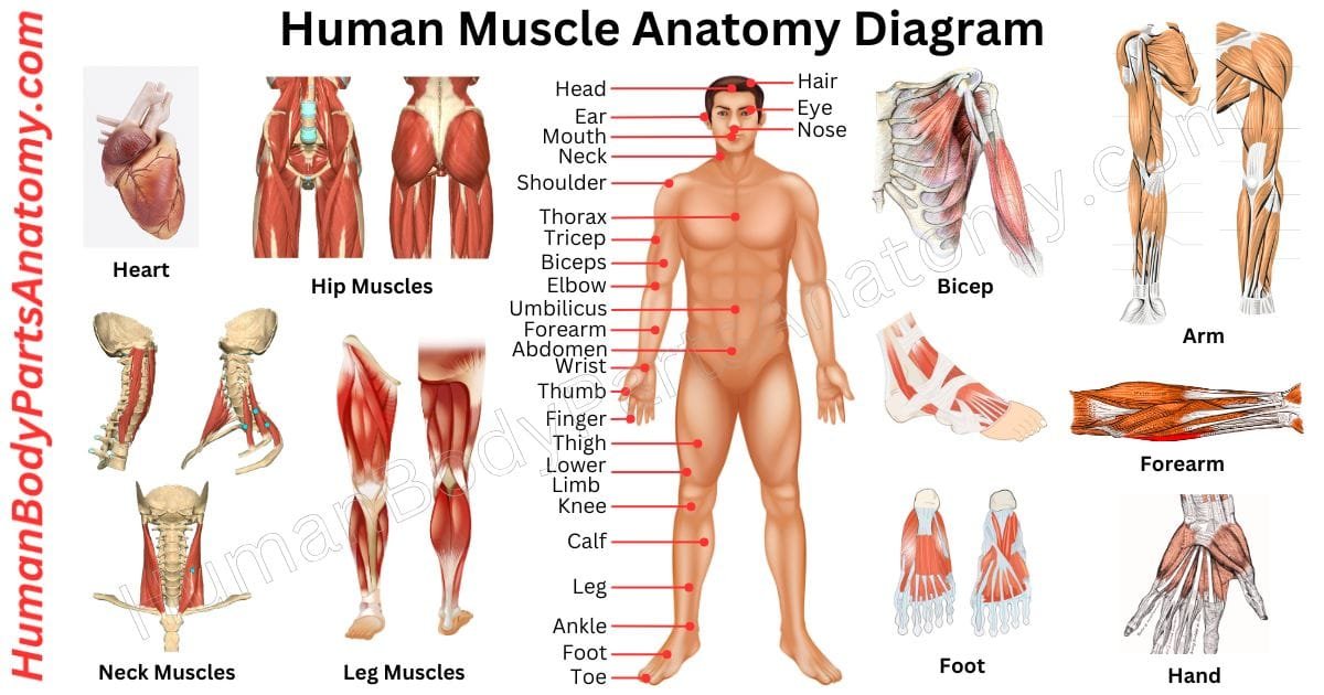Human Muscle Anatomy Diagram