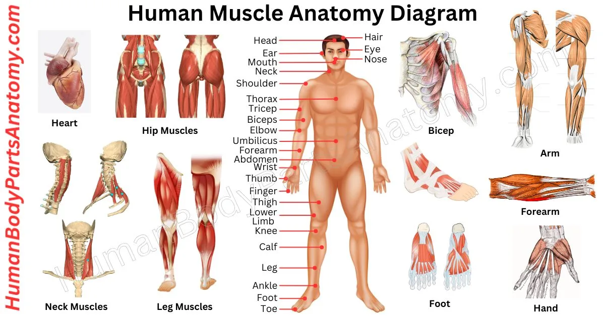 Human Muscle Anatomy Diagram