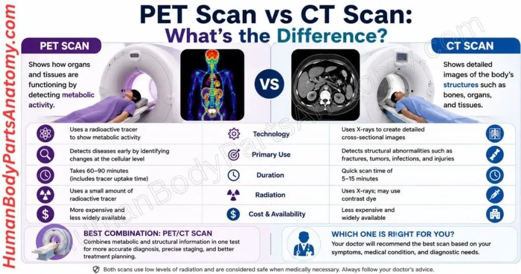 PET Scan vs CT Scan